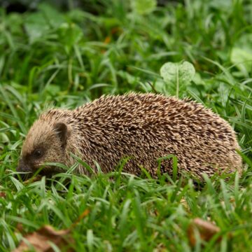 Nocne życie ogrodu. Kto pojawia się po zmroku?